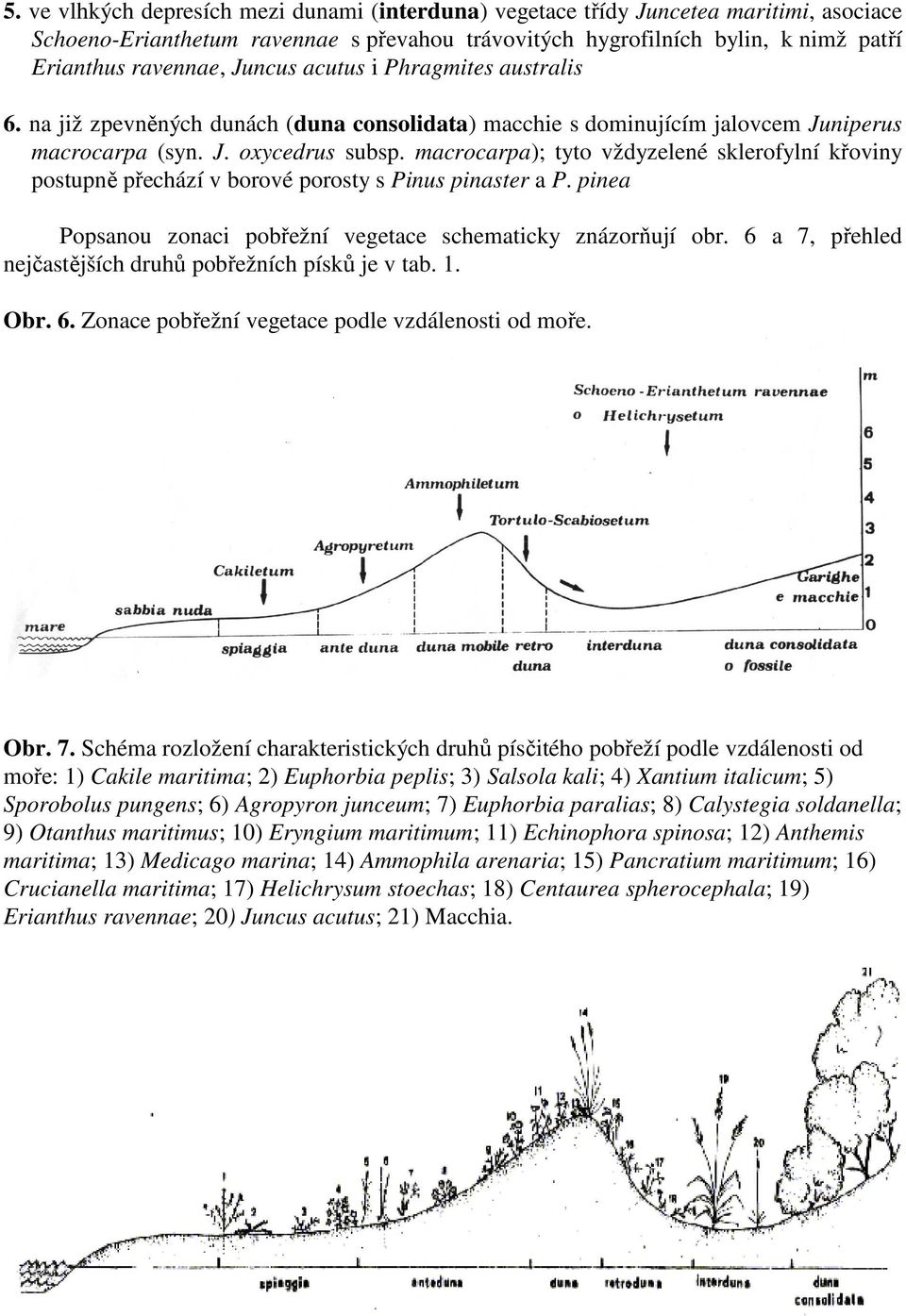 macrocarpa); tyto vždyzelené sklerofylní křoviny postupně přechází v borové porosty s Pinus pinaster a P. pinea Popsanou zonaci pobřežní vegetace schematicky znázorňují obr.