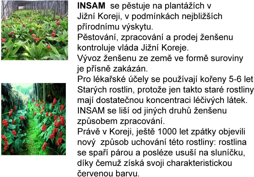 Pro lékařské účely se používají kořeny 5-6 let Starých rostlin, protože jen takto staré rostliny mají dostatečnou koncentraci léčivých látek.