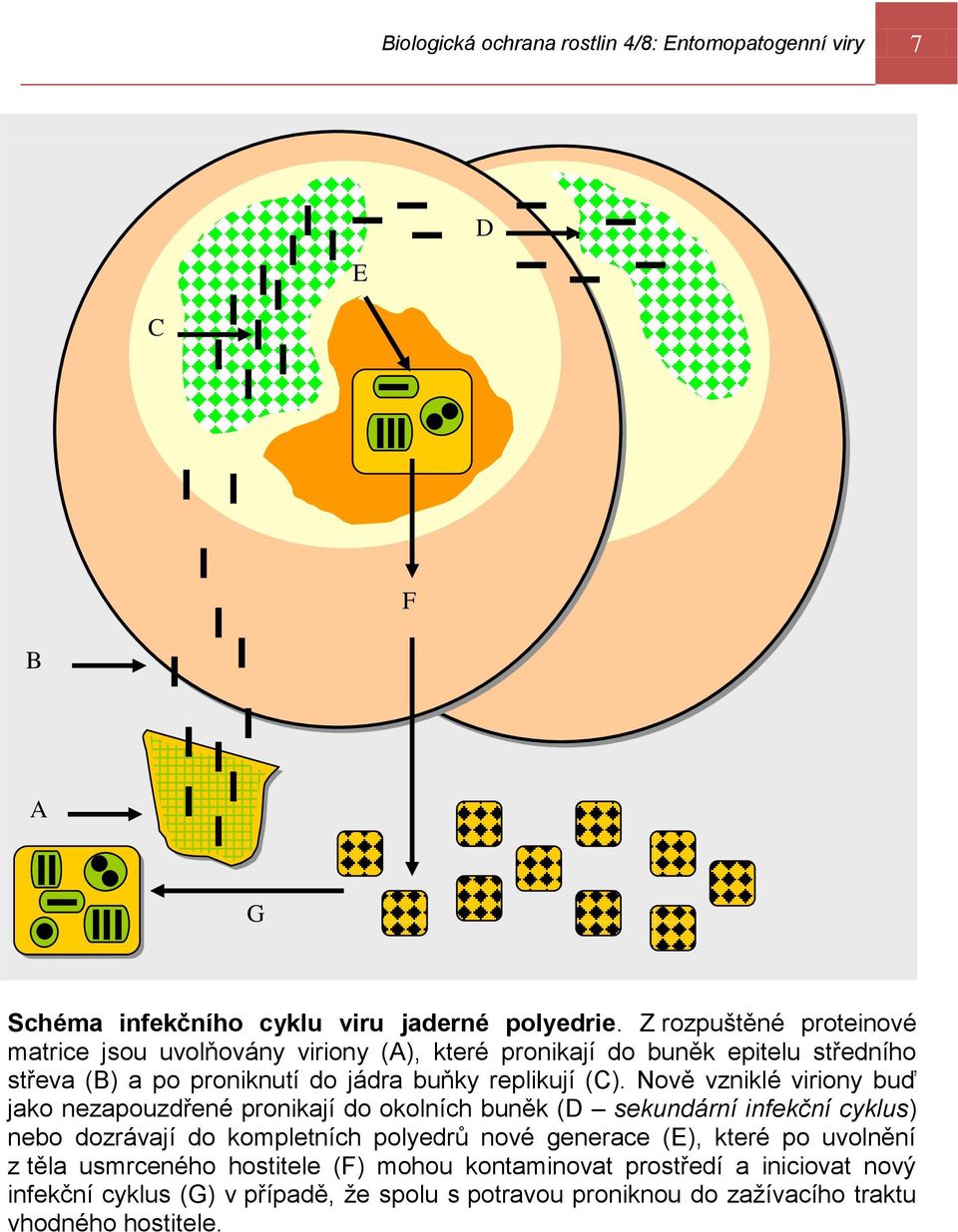 (C). Nově vzniklé viriony buď jako nezapouzdřené pronikají do okolních buněk (D sekundární infekční cyklus) nebo dozrávají do kompletních polyedrů nové