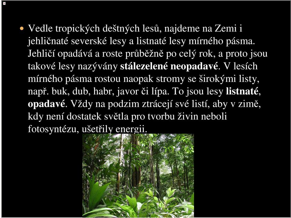 V lesích mírného pásma rostou naopak stromy se širokými listy, např. buk, dub, habr, javor či lípa.