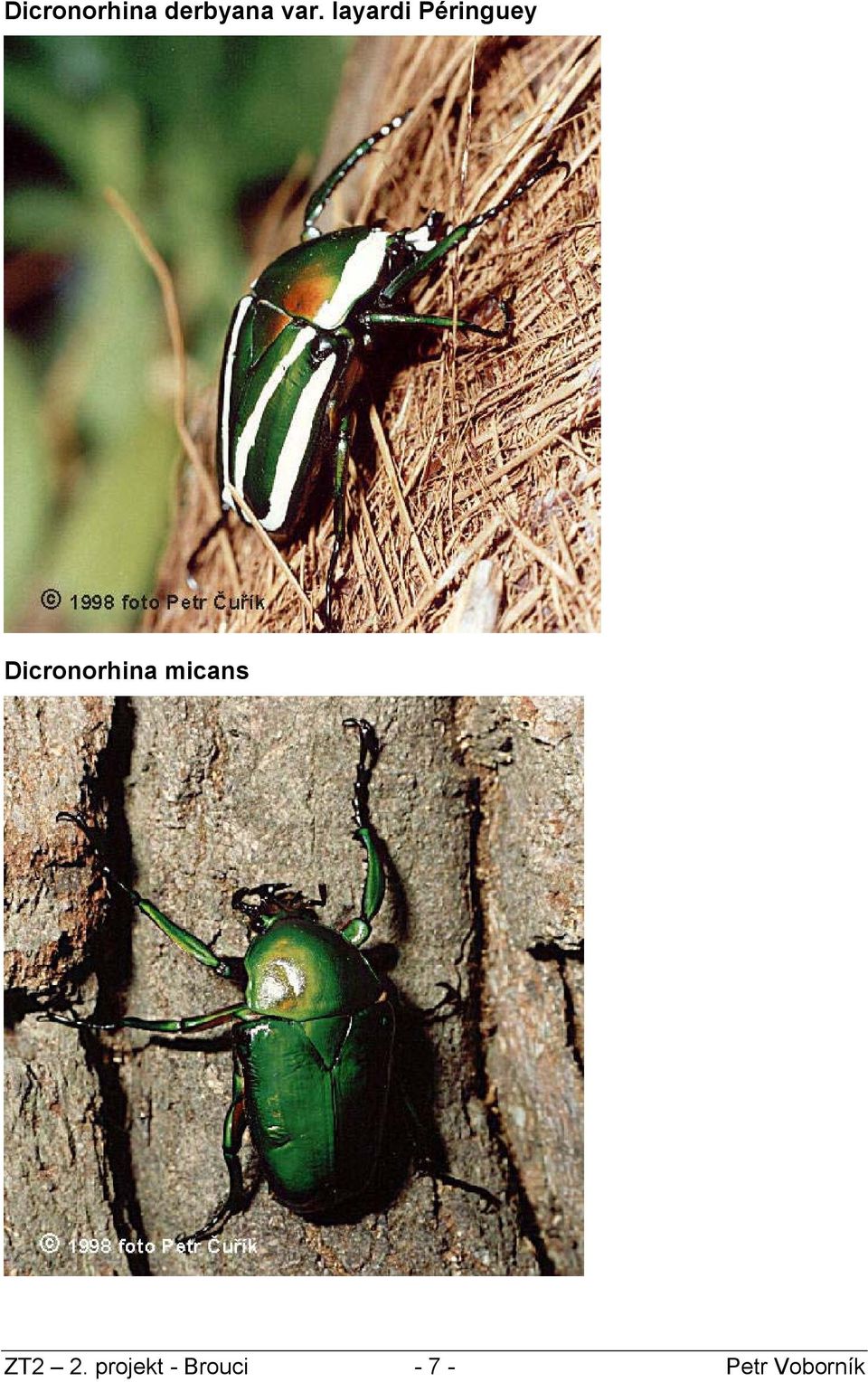 Dicronorhina micans ZT2 2.