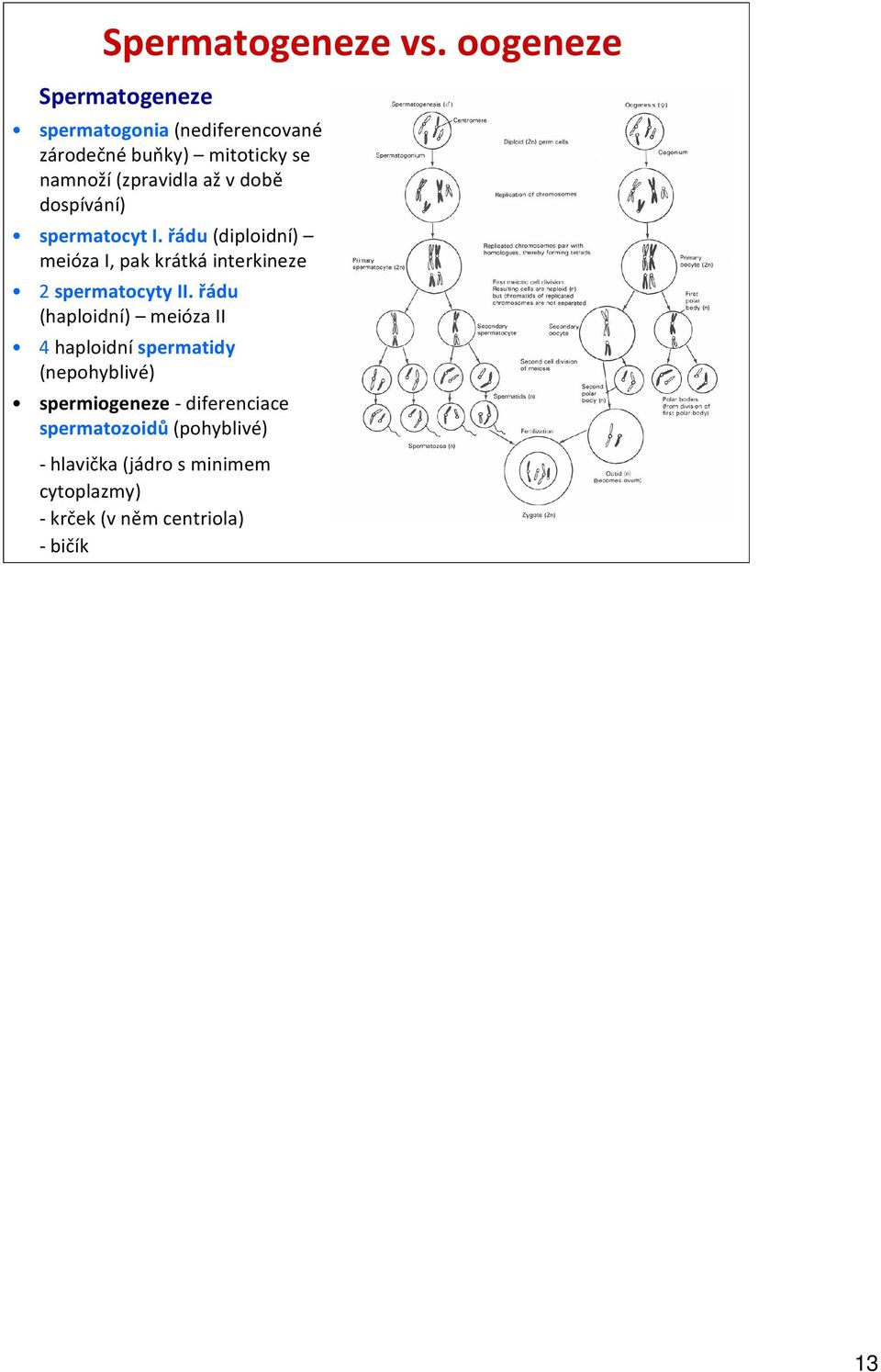 v době dospívání) spermatocyt I. řádu(diploidní) meióza I, pak krátká interkineze 2 spermatocyty II.