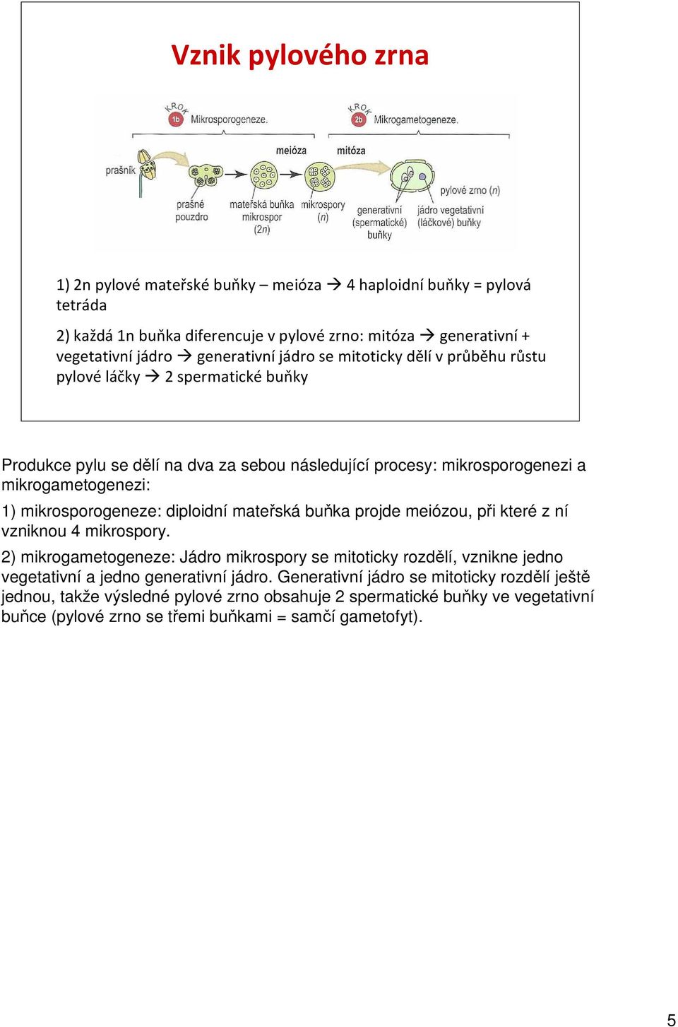 diploidní mateřská buňka projde meiózou, při které z ní vzniknou 4 mikrospory.