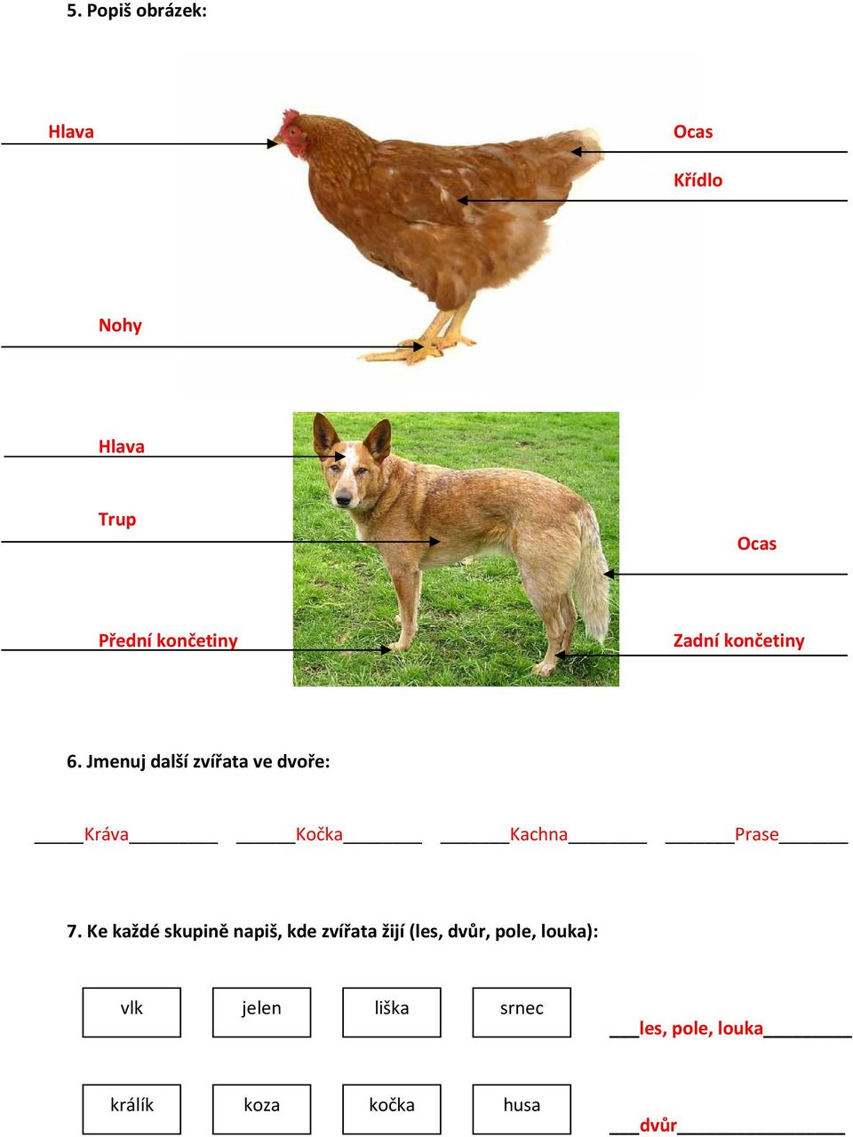 Jmenuj další zvířata ve dvoře: Kráva Kočka Kachna Prase 7.
