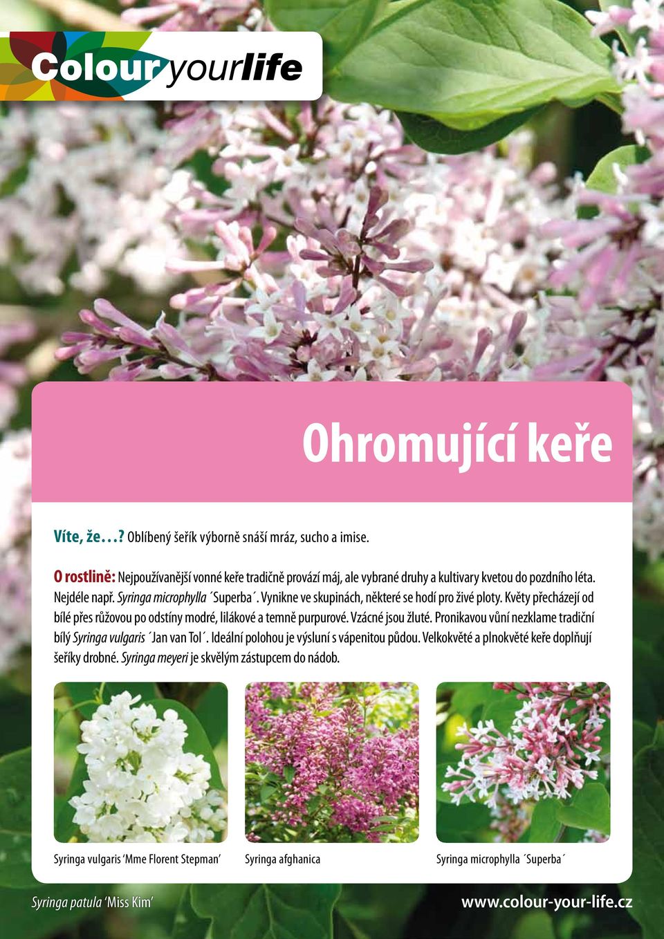 Vynikne ve skupinách, některé se hodí pro živé ploty. Květy přecházejí od bílé přes růžovou po odstíny modré, lilákové a temně purpurové. Vzácné jsou žluté.