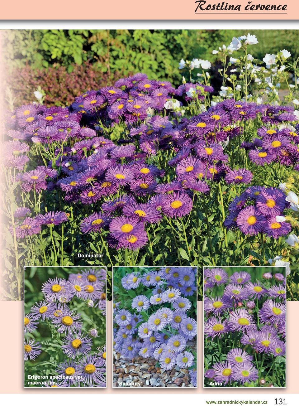 macranthus Sincerity