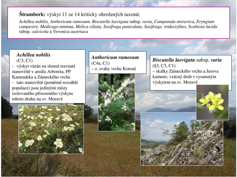 calcicola a Veronica austriaca Achillea nobilis (C3, C1) - výskyt vázán na slunná travnatá stanoviště v areálu Arboreta, PP Kamenárka a Zámeckého vrchu - tato stanoviště (poměrně