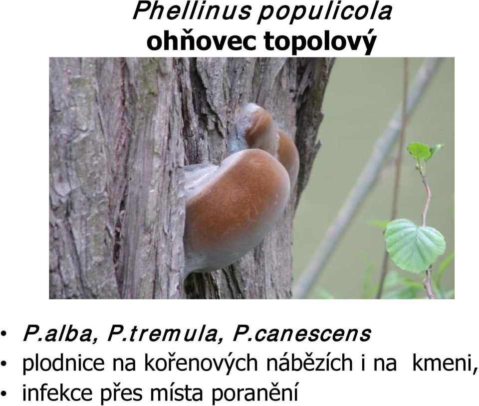 canescens plodnice na kořenových