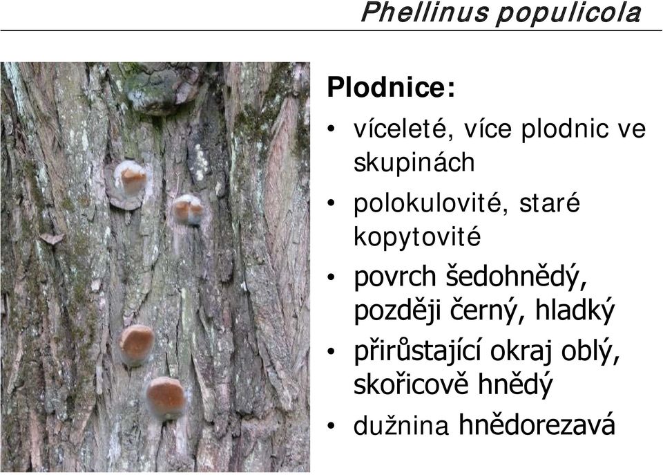 kopytovité povrch šedohnědý, později černý,