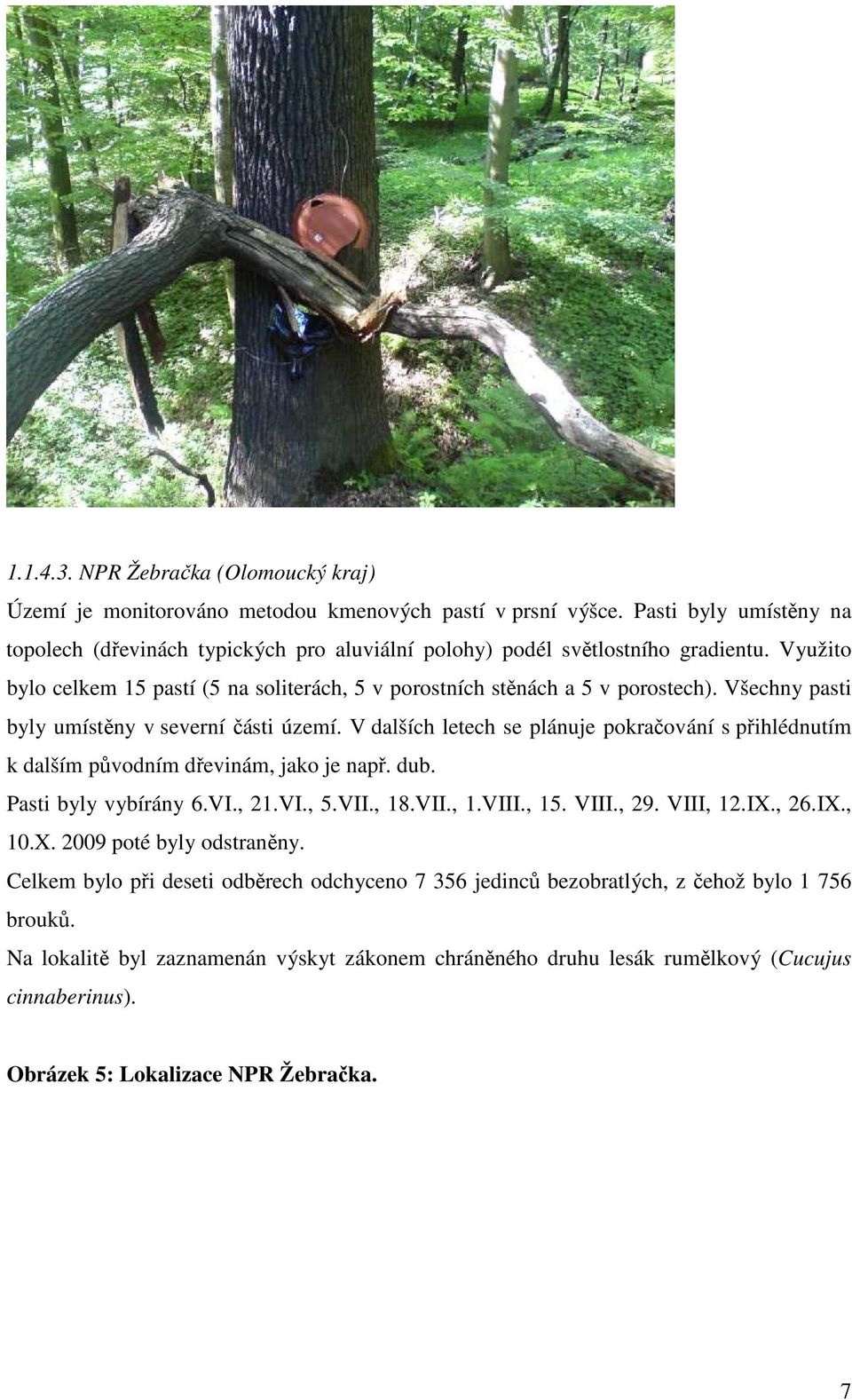 Všechny pasti byly umístěny v severní části území. V dalších letech se plánuje pokračování s přihlédnutím k dalším původním dřevinám, jako je např. dub. Pasti byly vybírány 6.VI., 21.VI., 5.VII., 18.
