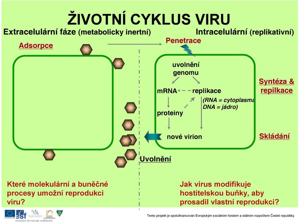 jádro) Syntéza & repilkace nové virion Skládání Uvolnění Které molekulární a buněčné