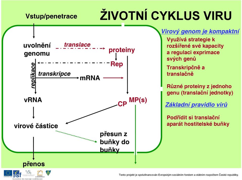 svých genů Transkripčně a translačně Různé proteiny z jednoho genu (translační jednotky) Základní