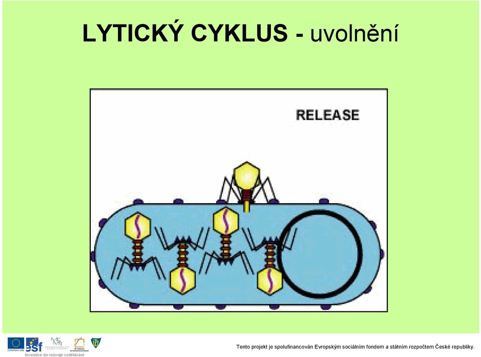 uvolnění