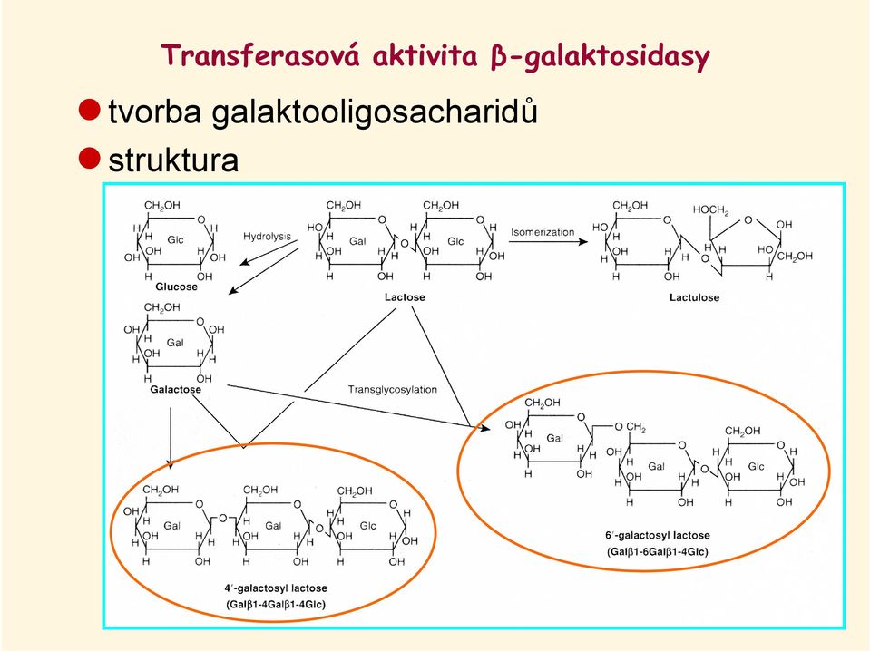 β-galaktosidasy