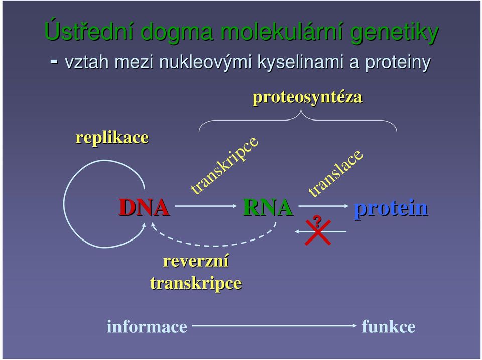 proteosyntéza replikace DNA transkripce RNA