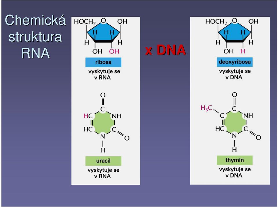 RNA x DNA