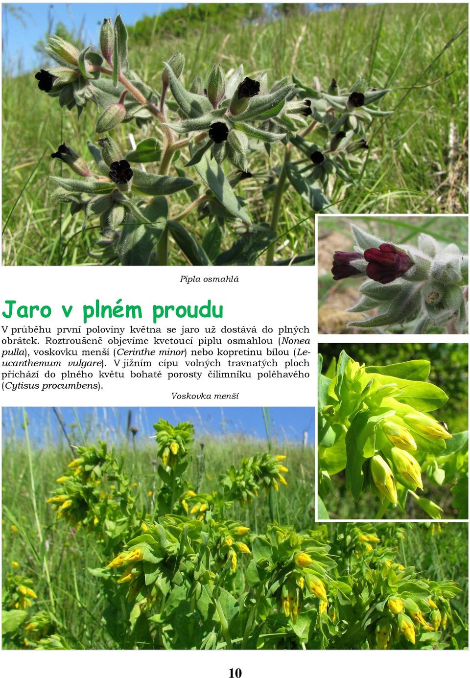 Roztroušeně objevíme kvetoucí piplu osmahlou (Nonea pulla), voskovku menší (Cerinthe minor)