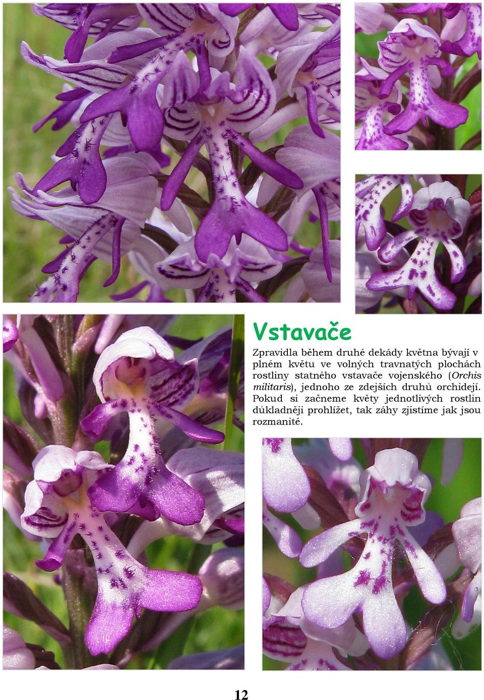 militaris), jednoho ze zdejších druhů orchidejí.