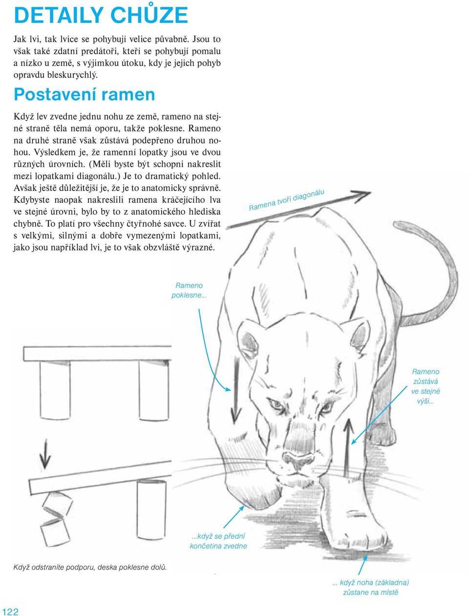 Výsledkem je, že ramenní lopatky jsou ve dvou různých úrovních. (Měli byste být schopni nakreslit mezi lopatkami diagonálu.) Je to dramatický pohled.