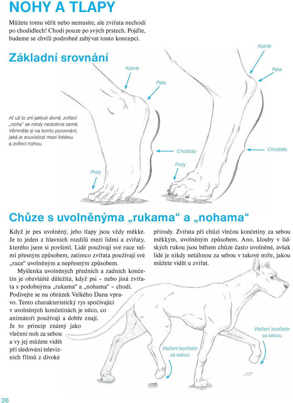 Chodidlo Chodidlo Prsty Prsty Chůze s uvolněnýma rukama a nohama Když je pes uvolněný, jeho tlapy jsou vždy měkké. Je to jeden z hlavních rozdílů mezi lidmi a zvířaty, kterého jsem si povšiml.