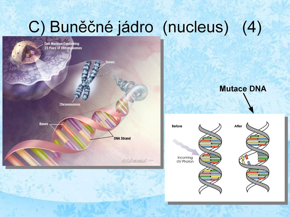 (nucleus)