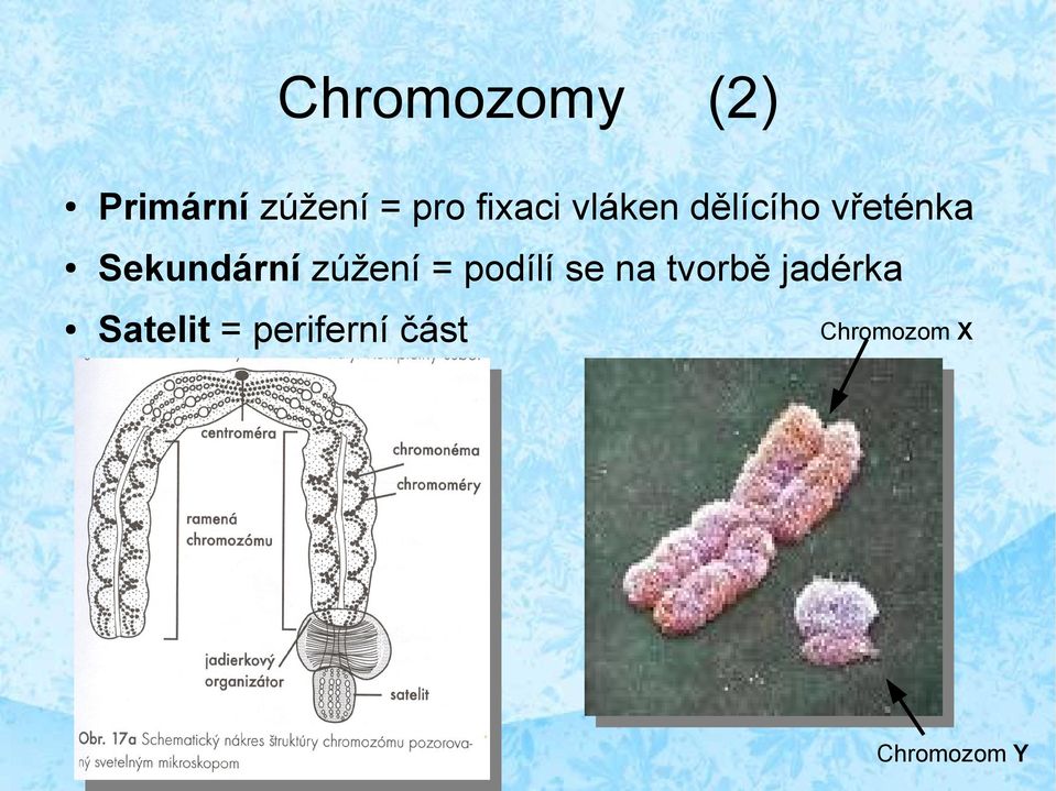 Sekundární zúžení = podílí se na tvorbě