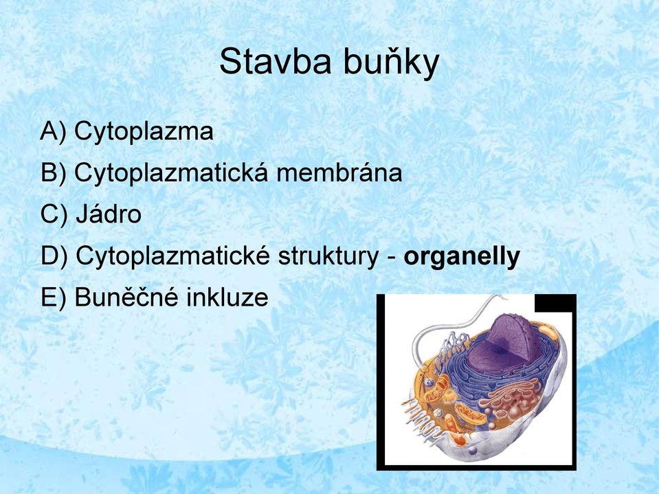 Jádro D) Cytoplazmatické