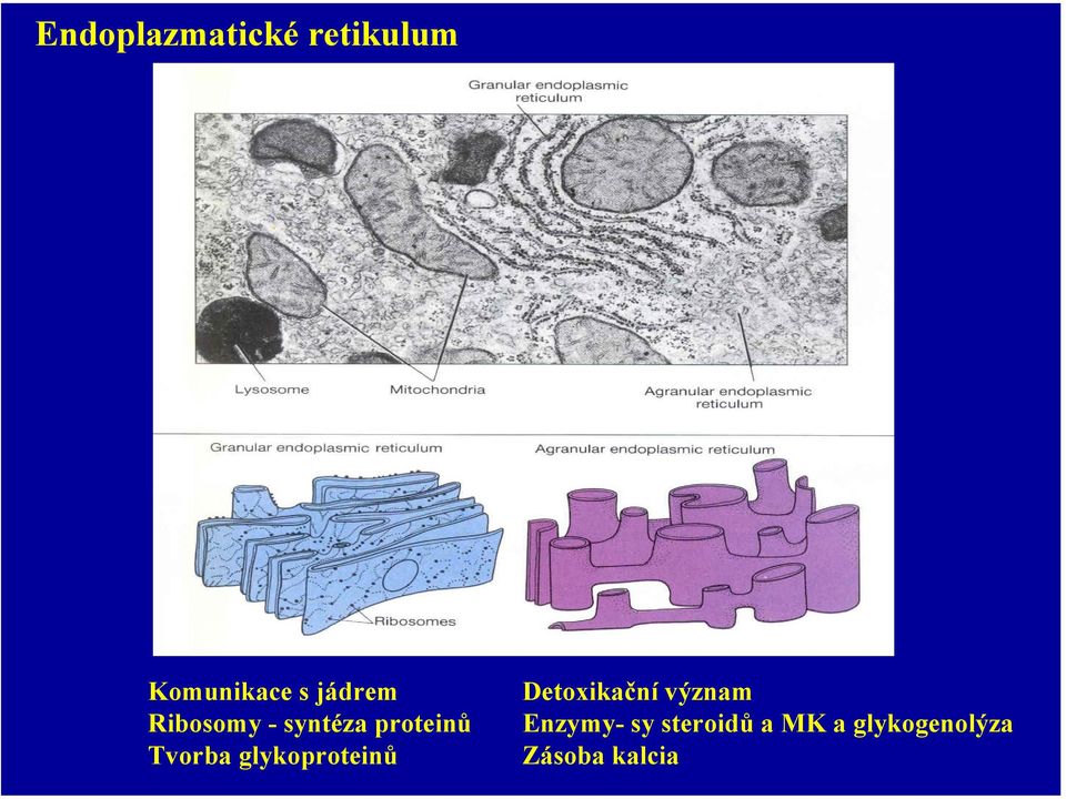 glykoproteinů Detoxikační význam Enzymy-