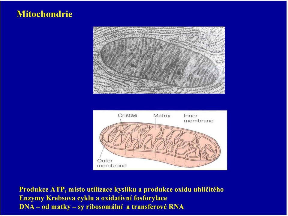 Krebsova cyklu a oxidativní fosforylace