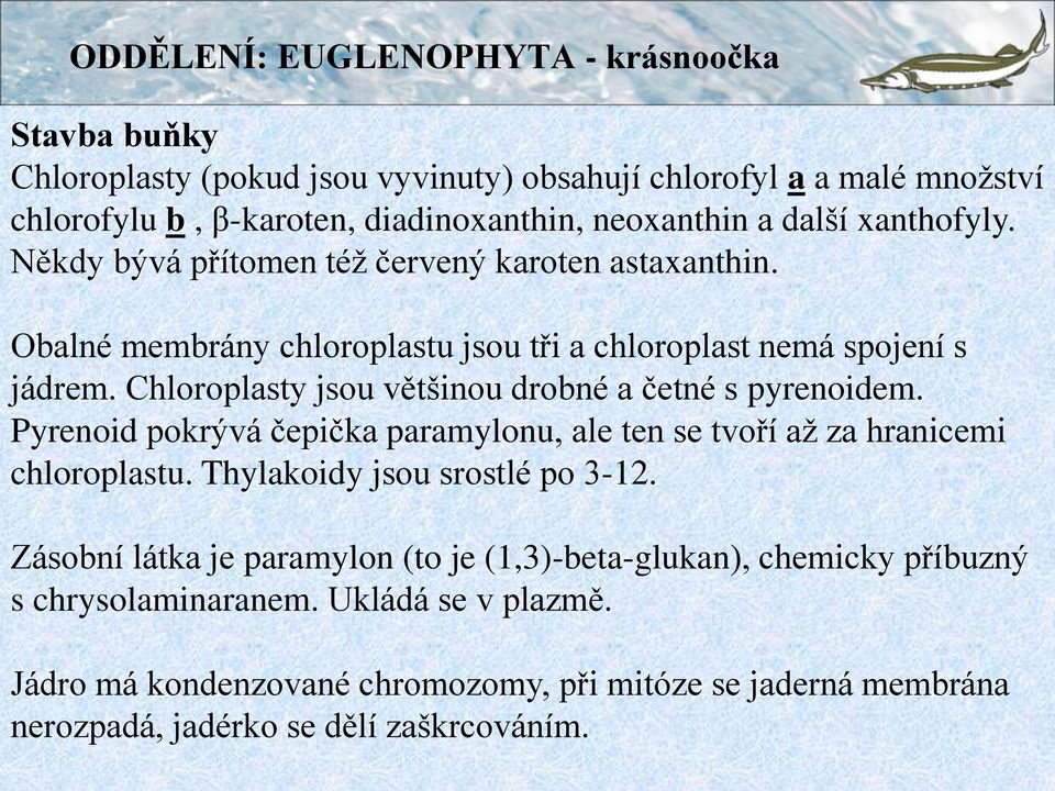 Chloroplasty jsou většinou drobné a četné s pyrenoidem. Pyrenoid pokrývá čepička paramylonu, ale ten se tvoří až za hranicemi chloroplastu. Thylakoidy jsou srostlé po 3-12.