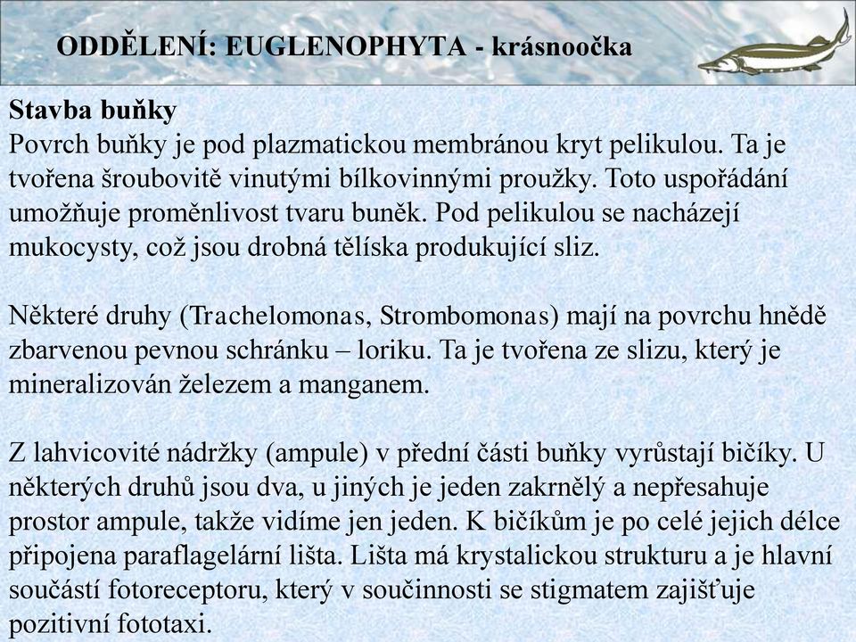 ODDĚLENÍ: EUGLENOPHYTA - krásnoočka Stavba buňky Povrch buňky je pod plazmatickou membránou kryt pelikulou. Ta je tvořena šroubovitě vinutými bílkovinnými proužky.