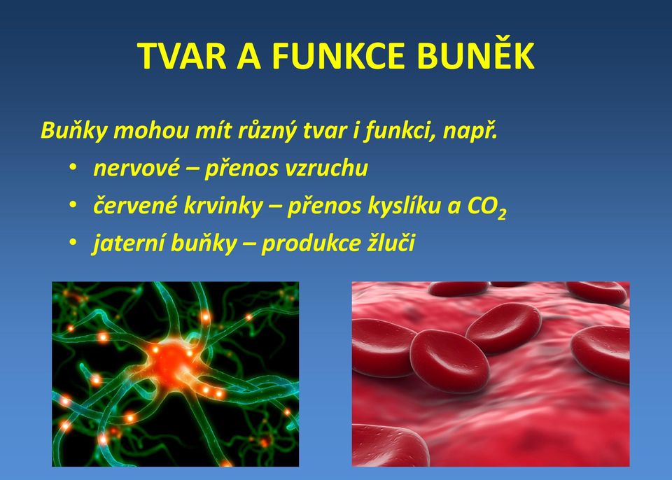 nervové přenos vzruchu červené