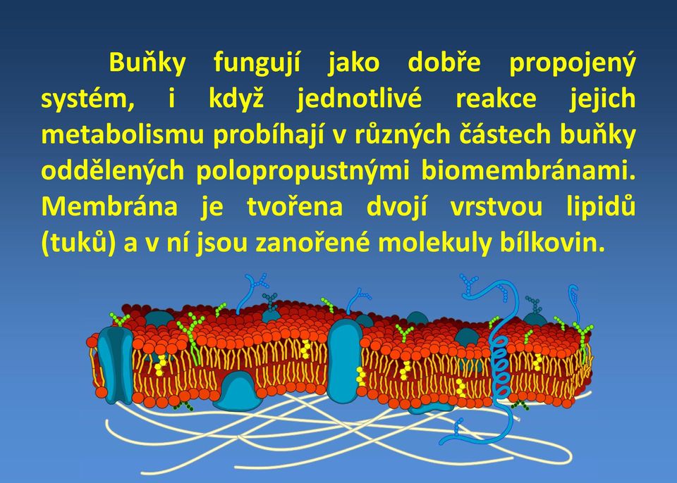 oddělených polopropustnými biomembránami.