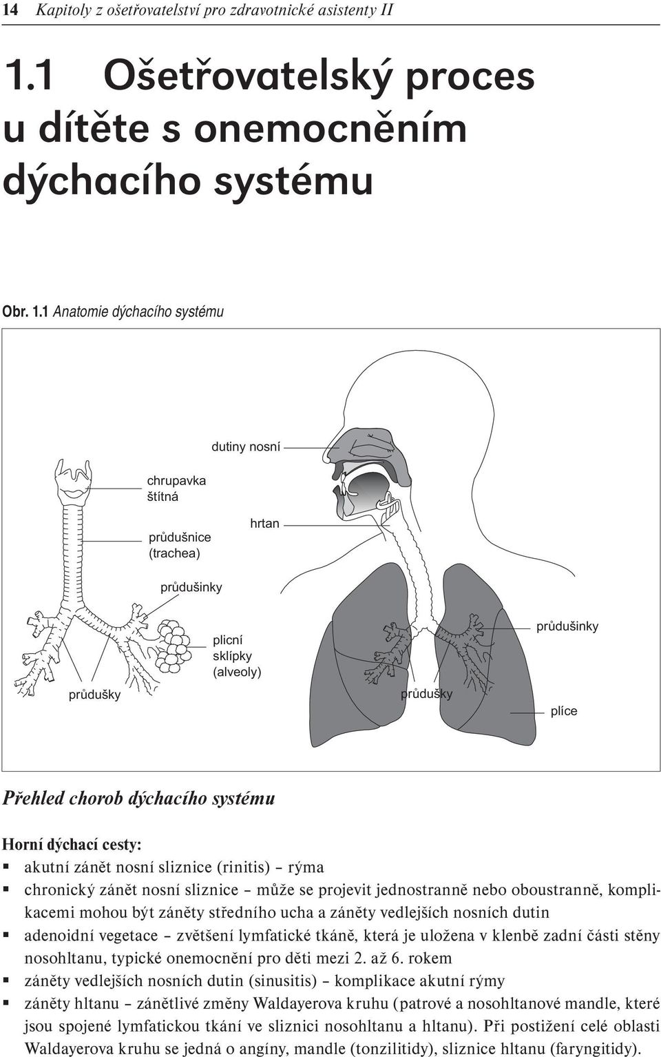1 Anatomie dýchacího systému chrupavka štítná dutiny nosní průdušnice (trachea) hrtan průdušinky průdušky plicní sklípky (alveoly) průdušky průdušinky plíce Přehled chorob dýchacího systému Horní
