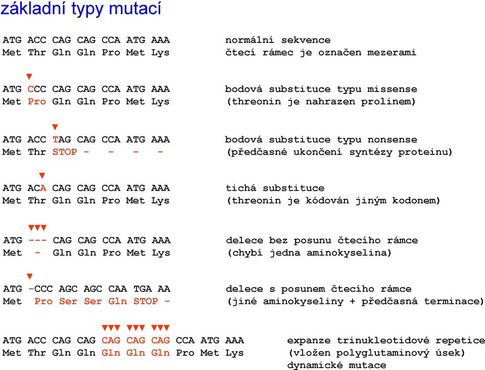 AAA Met Thr Gln Gln Pro Met Lys ATG --- CAG CAG CCA ATG AAA Met - Gln Gln Pro Met Lys ATG -CCC AGC AGC CAA TGA AA Met Pro Ser Ser Gln STOP - tichá substituce (threonin je kódován jiným kodonem)