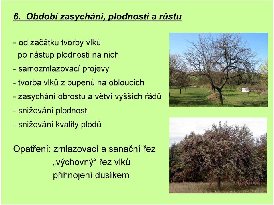 - zasychání obrostu a větví vyšších řádů - snižování plodnosti - snižování