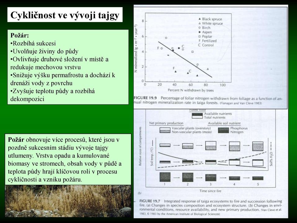 dekompozici Požár obnovuje více procesů, které jsou v pozdně sukcesním stádiu vývoje tajgy utlumeny.