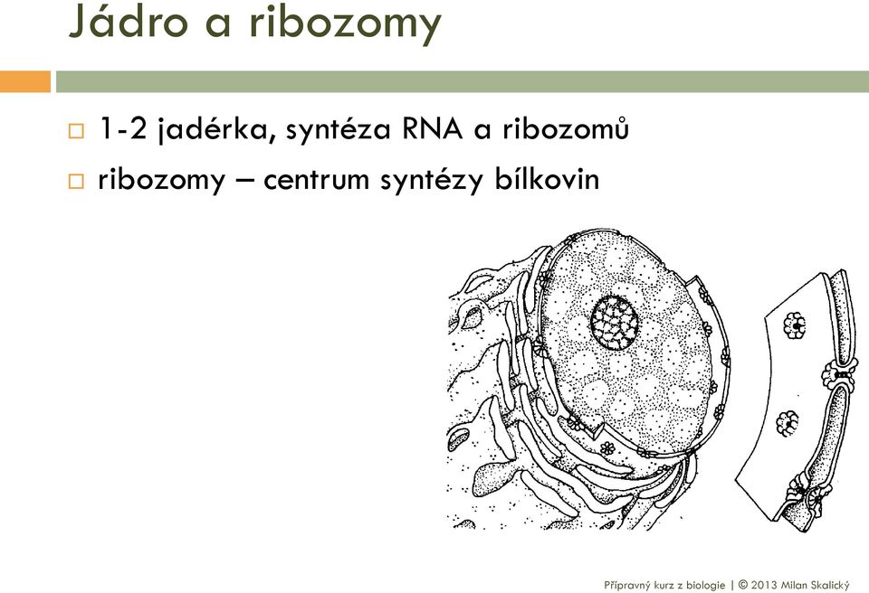 a ribozomů ribozomy