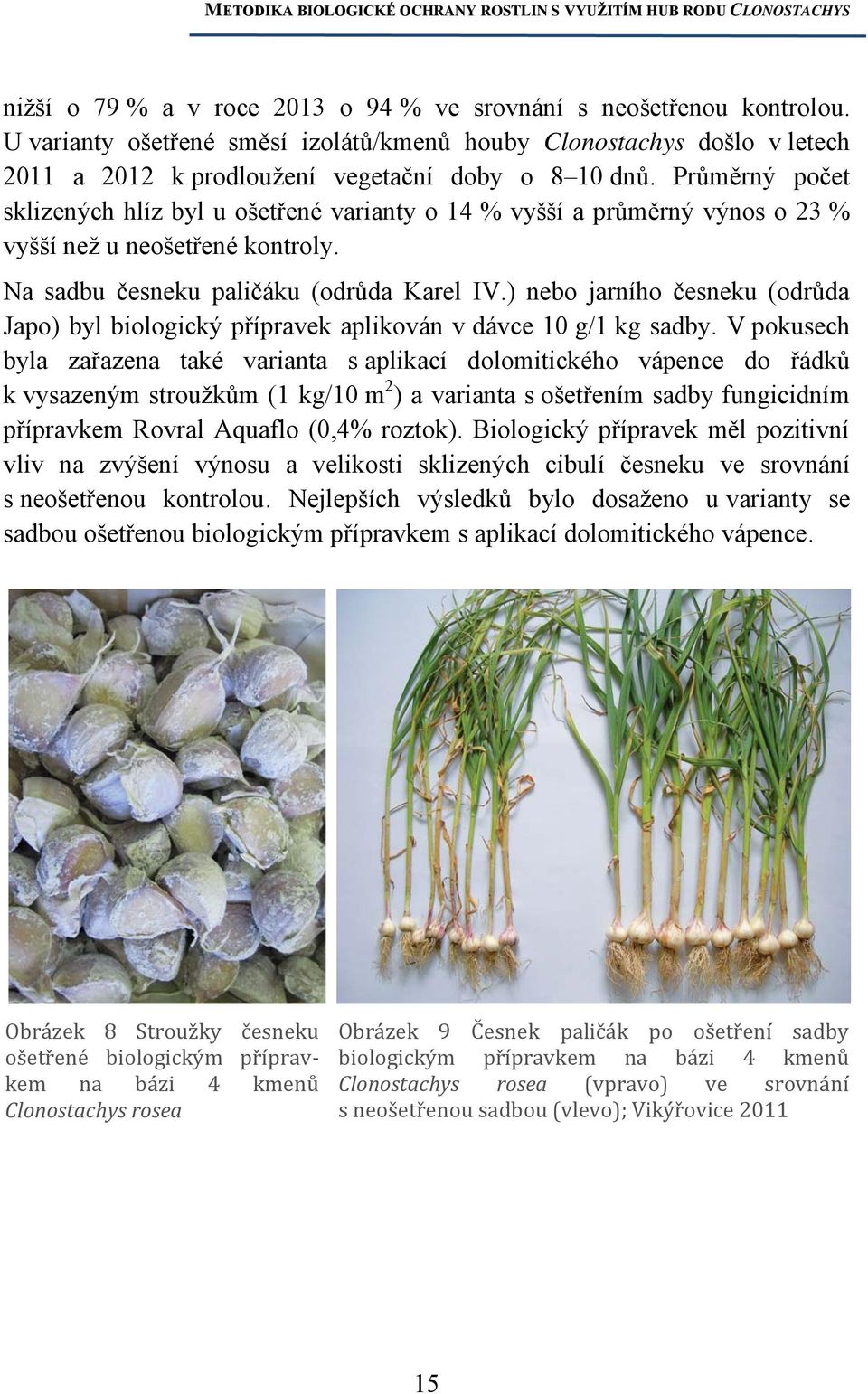 ) nebo jarního česneku (odrůda Japo) byl biologický přípravek aplikován v dávce 10 g/1 kg sadby.