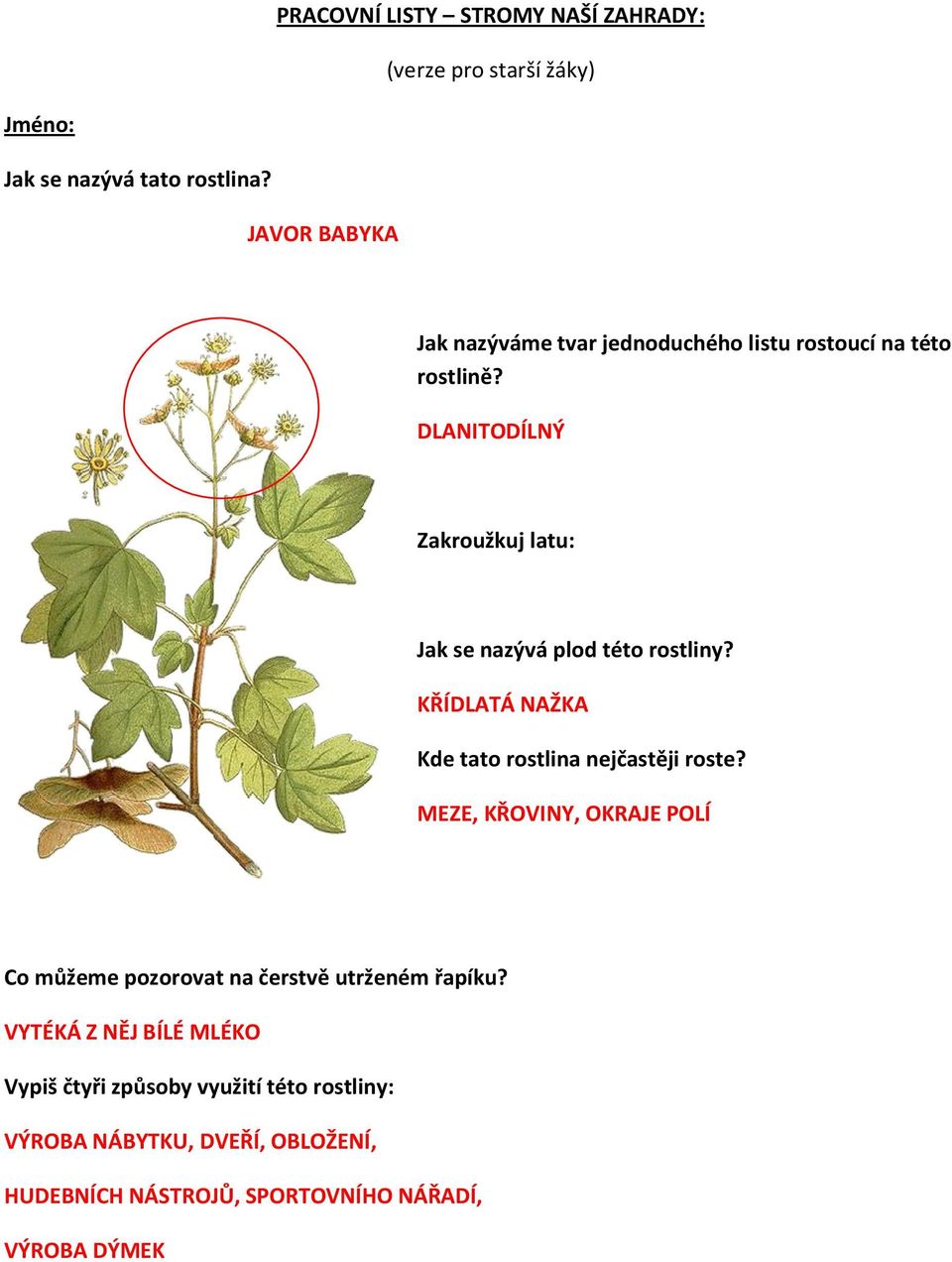 KŘÍDLATÁ NAŽKA Kde tato rostlina nejčastěji roste?