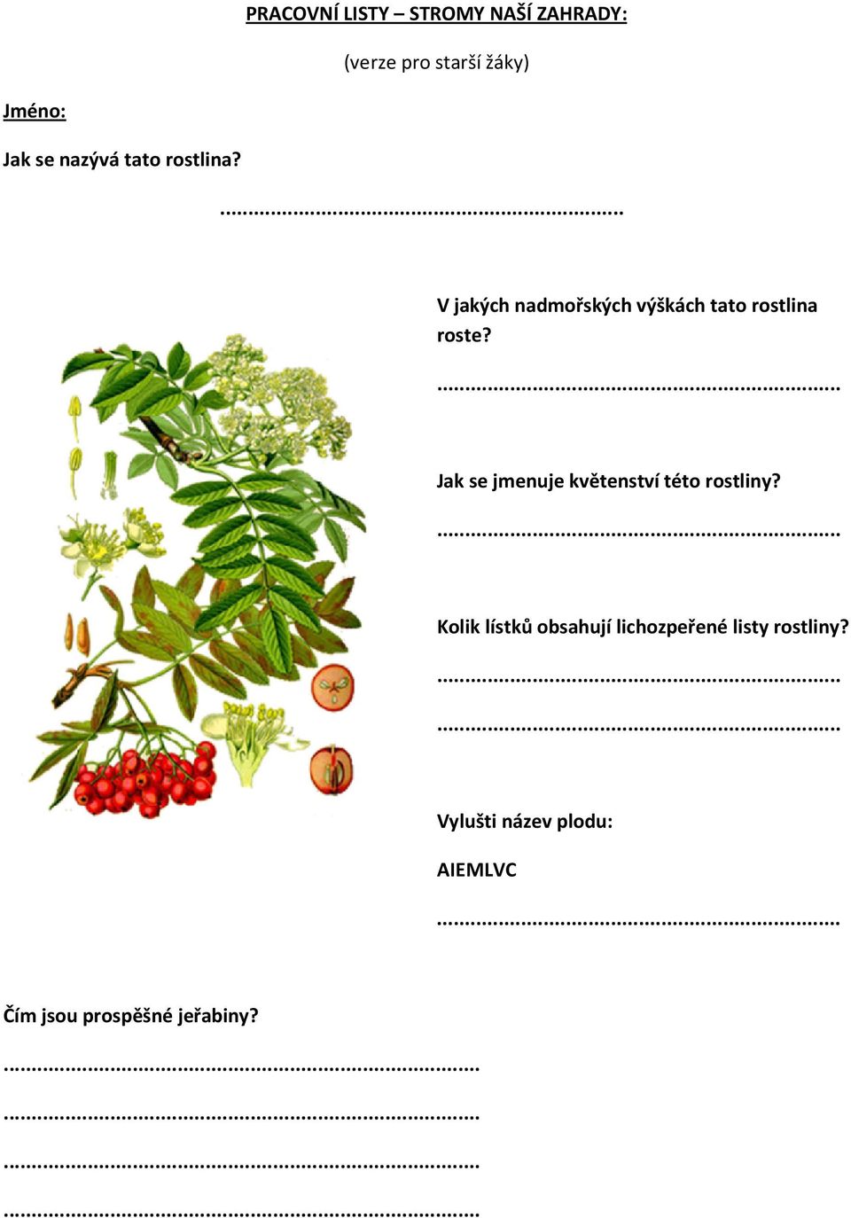 Kolik lístků obsahují lichozpeřené listy rostliny?