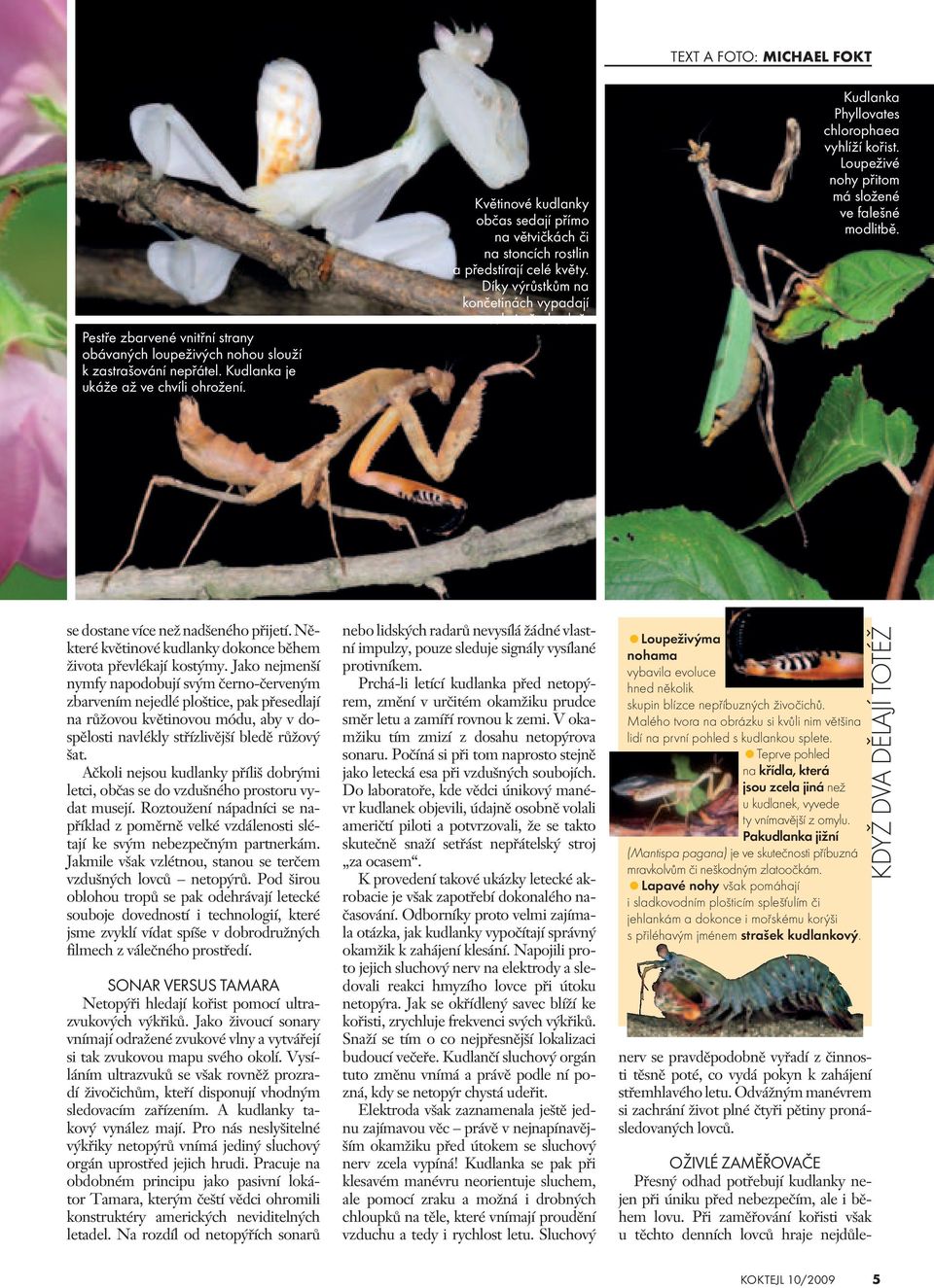 Kudlanka Phyllovates chlorophaea vyhlíží kořist. Loupeživé nohy přitom má složené ve falešné modlitbě. se dostane více než nadšeného přijetí.