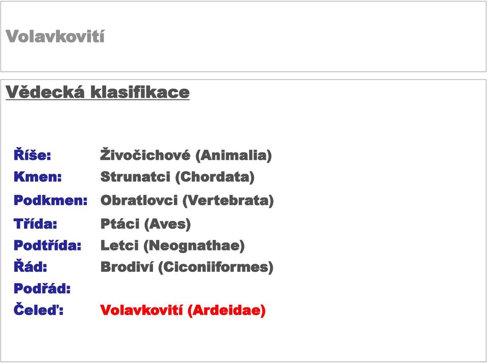 (Vertebrata) Třída: Ptáci (Aves) Podtřída: Letci