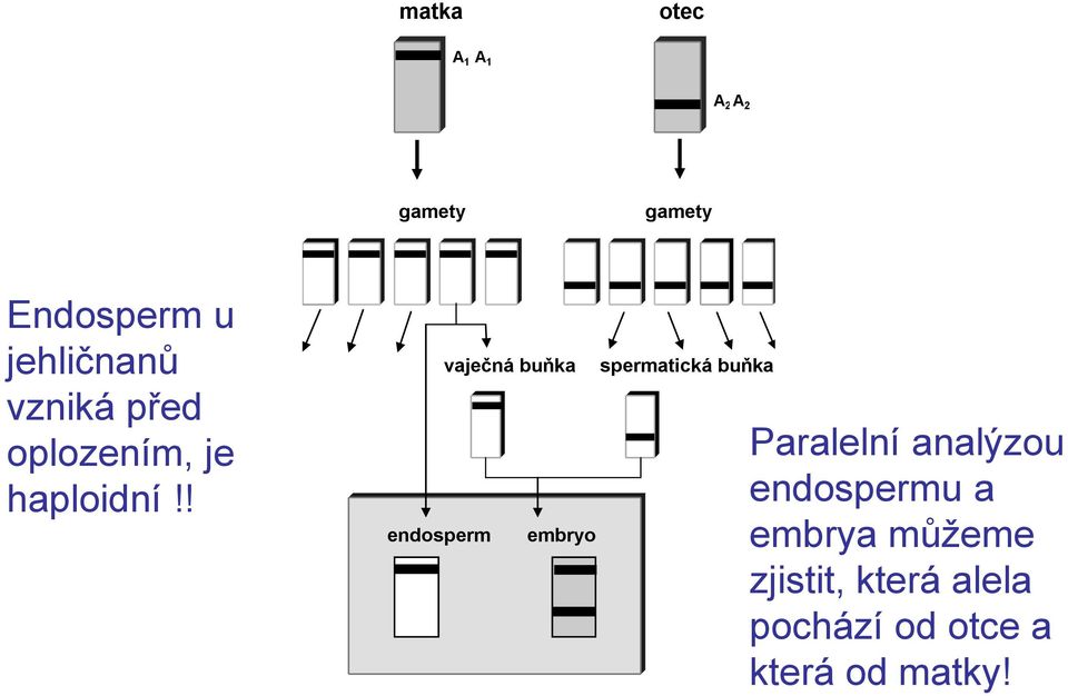 ! endosperm vaječná buňka embryo spermatická buňka