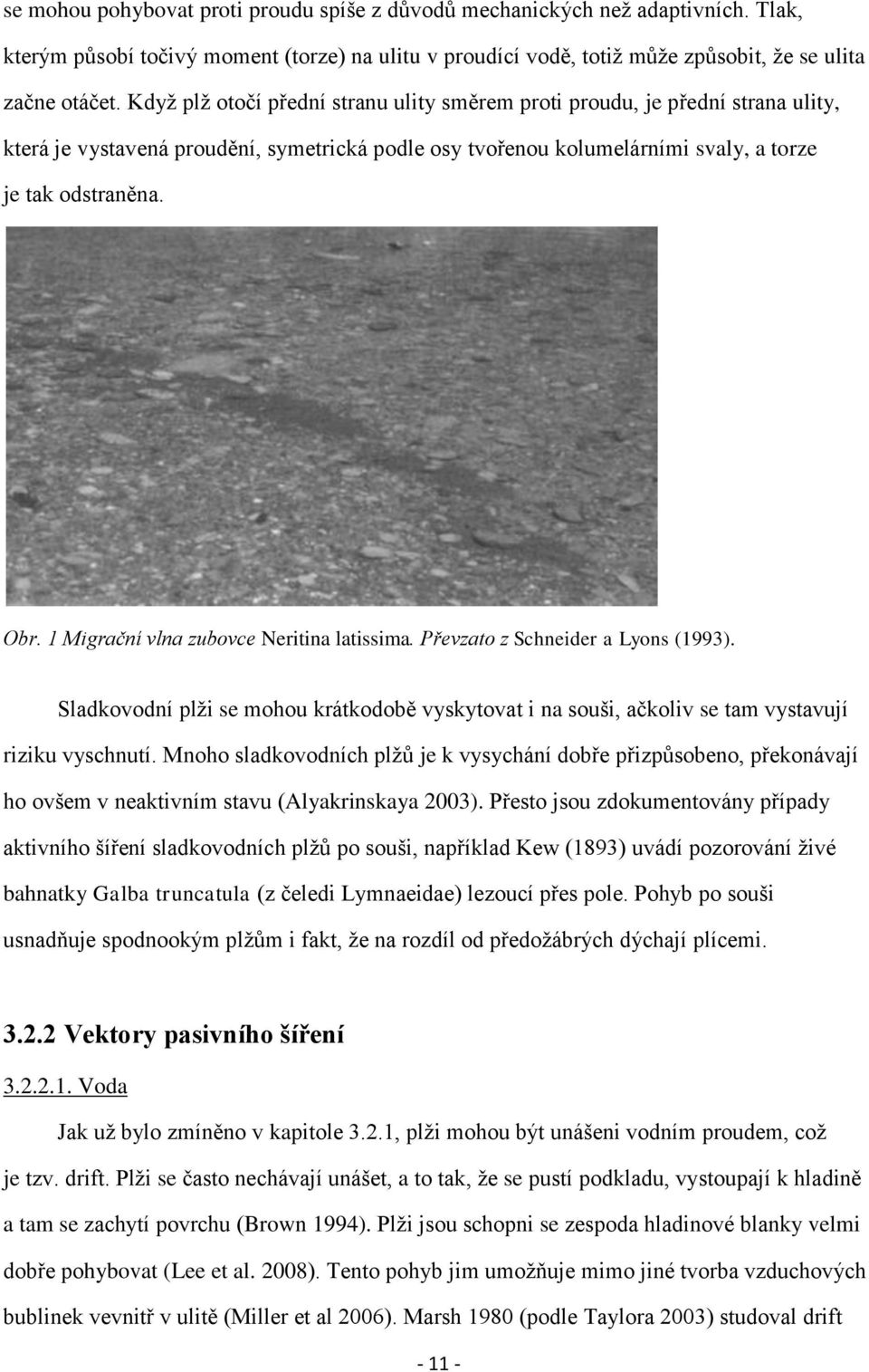 1 Migrační vlna zubovce Neritina latissima. Převzato z Schneider a Lyons (1993). Sladkovodní plţi se mohou krátkodobě vyskytovat i na souši, ačkoliv se tam vystavují riziku vyschnutí.