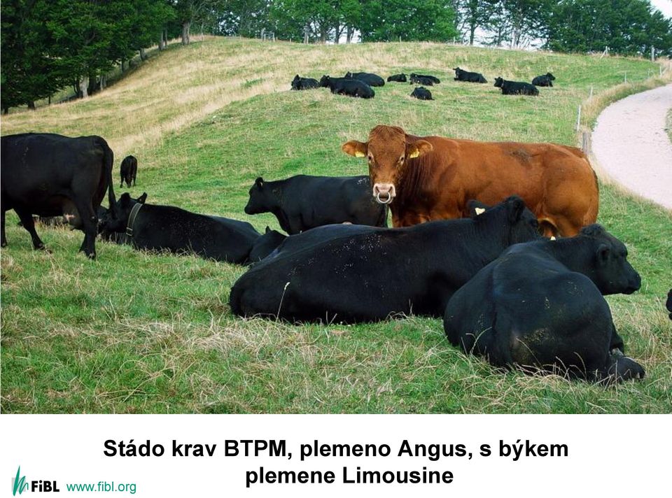 Angus, s býkem