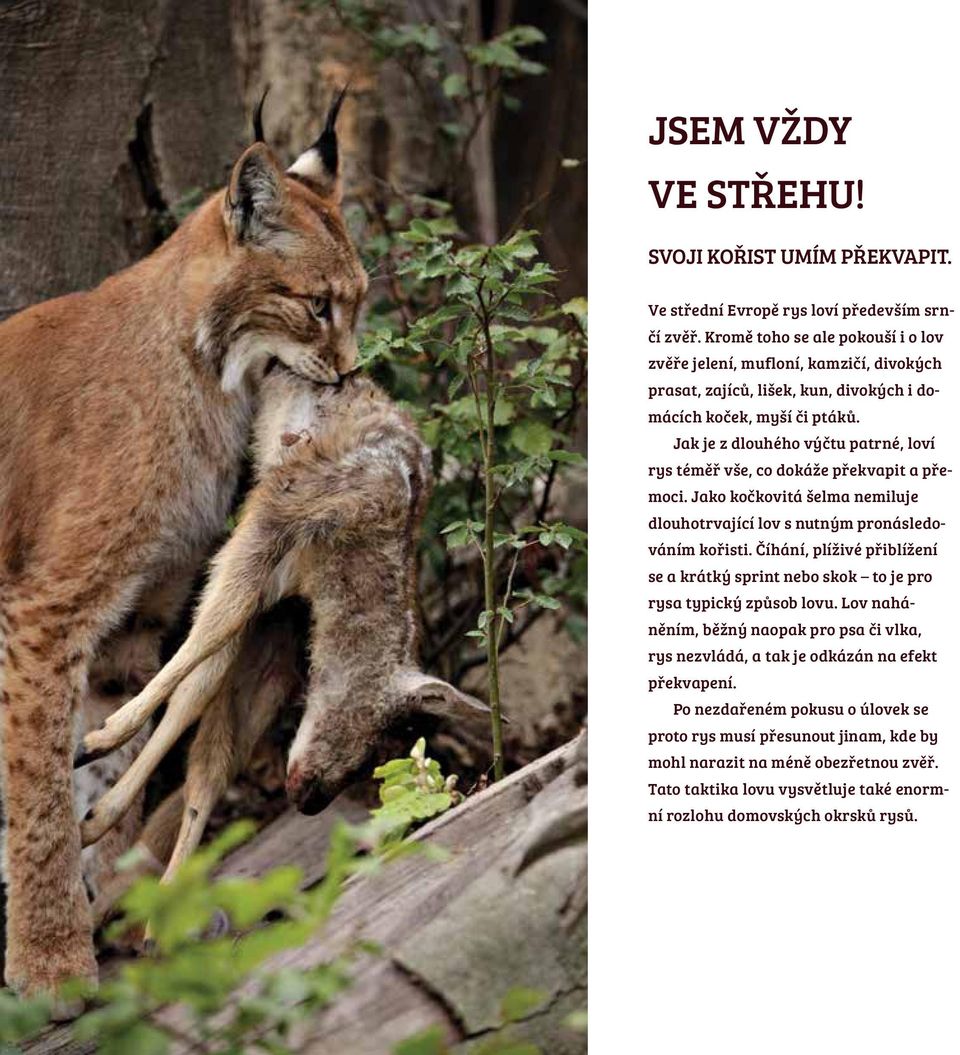 Jak je z dlouhého výčtu patrné, loví rys téměř vše, co dokáže překvapit a přemoci. Jako kočkovitá šelma nemiluje dlouhotrvající lov s nutným pronásledováním kořisti.