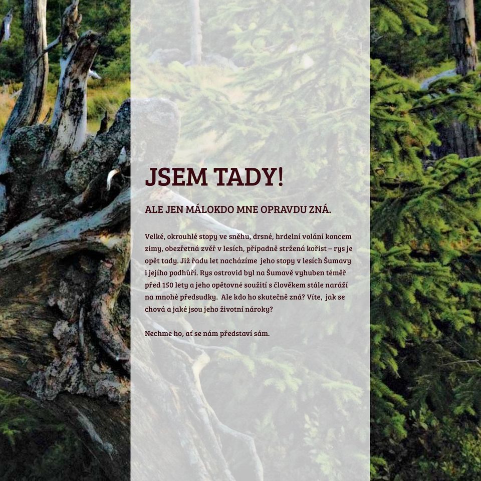je opět tady. Již řadu let nacházíme jeho stopy v lesích Šumavy i jejího podhůří.