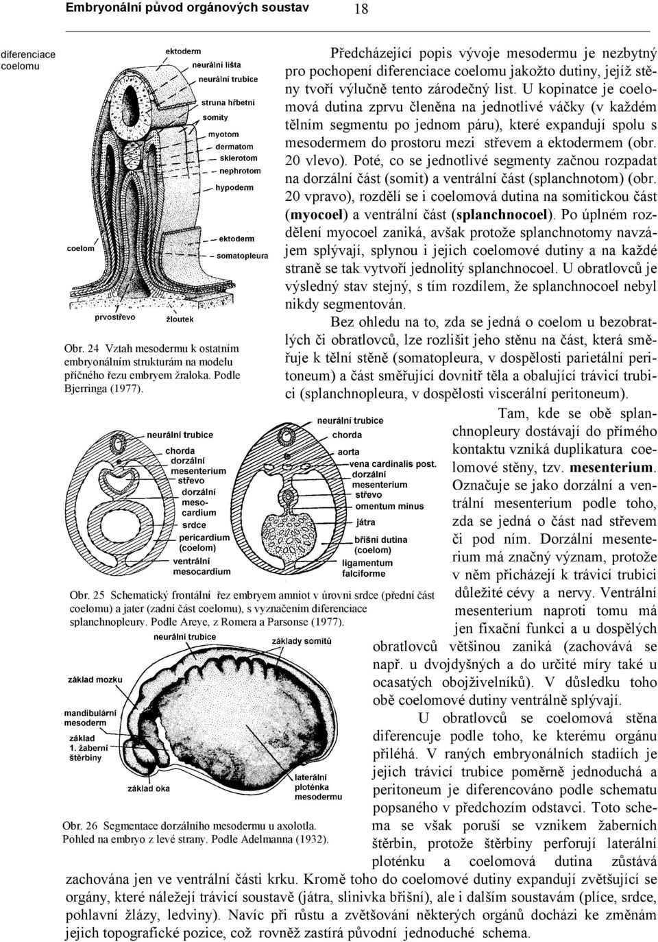 25 Schematický frontální řez embryem amniot v úrovni srdce (přední část coelomu) a jater (zadní část coelomu), s vyznačením diferenciace splanchnopleury. Podle Areye, z Romera a Parsonse (1977). Obr.