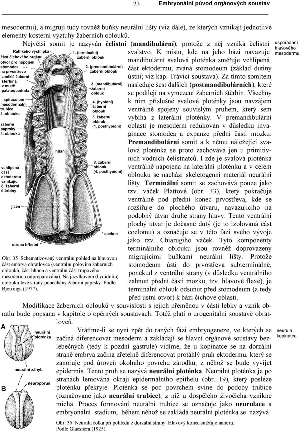 K místu, kde na jeho bázi navazuje mandibulární svalová ploténka směřuje vchlípená část ektodermu, zvaná stomodeum (základ dutiny ústní; viz kap. Trávicí soustava).